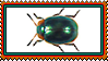 A small round beetle