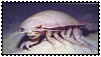 A giant isopod