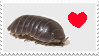 An isopod with a small heart next to it